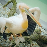 Do Zoo Brno se po 30 letech vrátili pelikáni